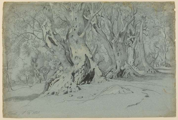 A Grove of Olive Trees near Tivoli